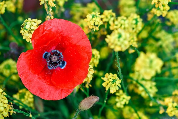 Gelbe Blumen und rote Mohnblumen auf dem Gebiet.