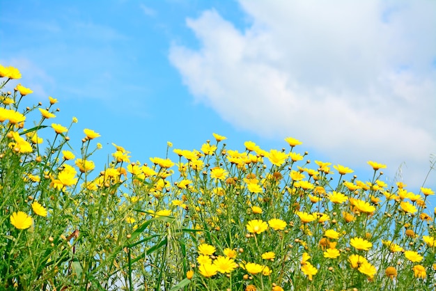 Gelbe Blumen unter einem bewölkten Himmel