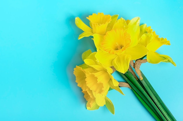 gelbe blumen von narzissen auf blauem hintergrund