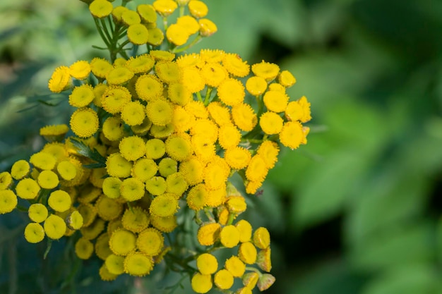 Gelbe Blumen von Tancy, die im Sommer blühen Tansy Tanacetum vulgare ist ein mehrjähriger natürlicher gelber Blumensommerhintergrund