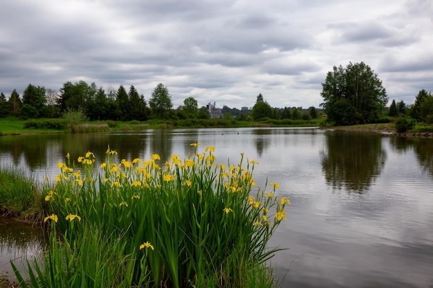 Gelbe Blumen vor einem See