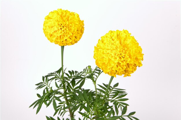 Gelbe Blumen vor weißem Hintergrund