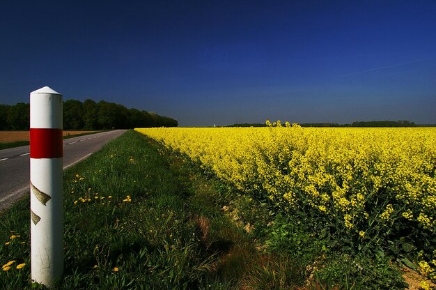 Foto gelbe blumen wachsen auf dem feld gegen den himmel