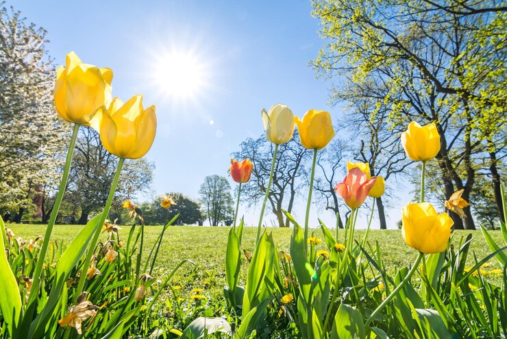 Foto gelbe blumen wachsen auf dem feld gegen den himmel