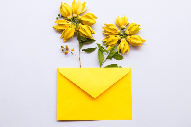 gelbe Blumen Ylang Ylang mit Umschlaganordnung im Postkartenstil