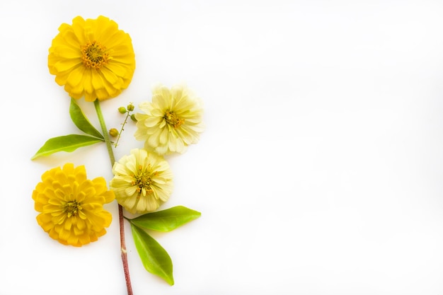 gelbe blumen zinnia elegans anordnung flach lag postkartenstil