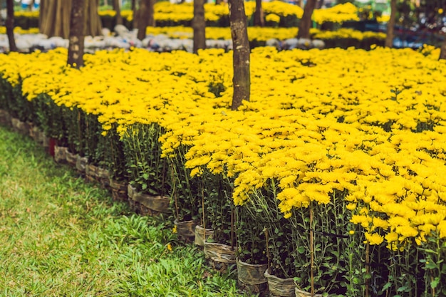 Gelbe Blumen zu Ehren des vietnamesischen Neujahrs. Mondneujahrs-Blumenmarkt. Chinesisches Neujahr. Tet