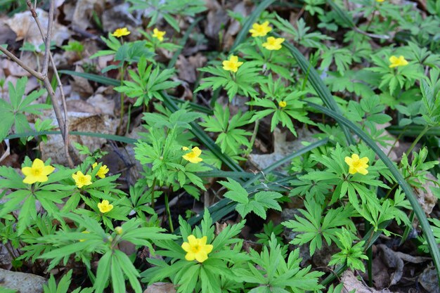 gelbe blumen zwischen grünen blättern im sommerwald