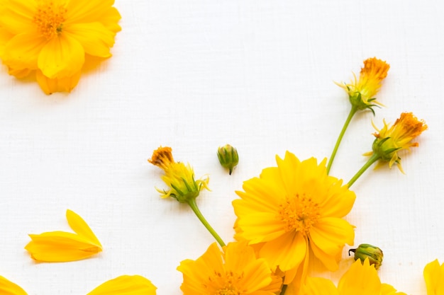 gelbe Blumenkosmosanordnung flach im Postkartenstil