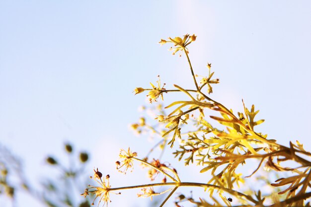 Gelbe Blumenniederlassung Blüte gegen blauen Himmel