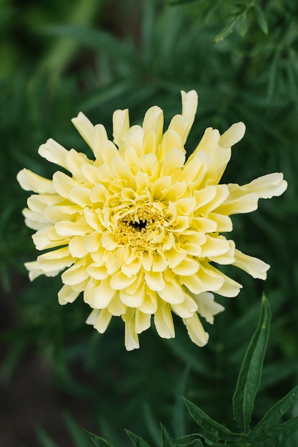 Gelbe Blumenringelblumennahaufnahme im Sommer im Garten