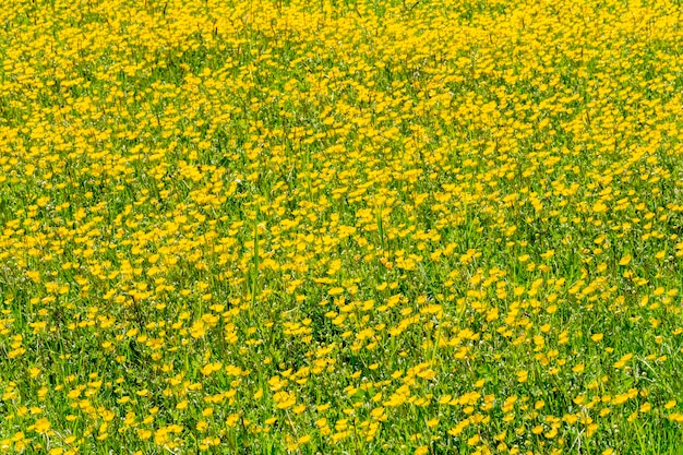 Gelbe Blumenwiese