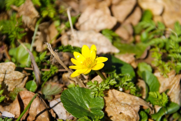 Gelbe Butterblumen auf der Wiese