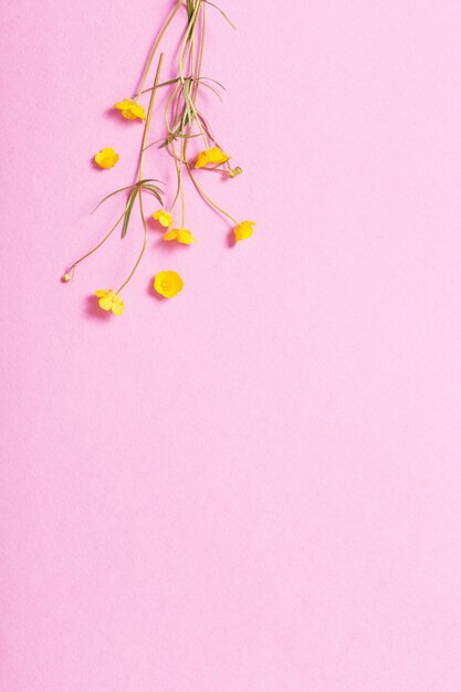 Gelbe Butterblumen auf rosa Hintergrund