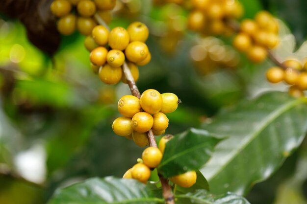 Gelbe Catimor-Kaffeebohnen, die auf Baum im Norden von Thailand reifen