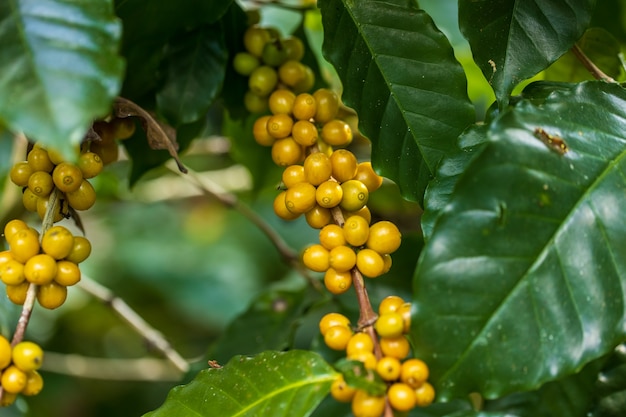 Gelbe Catimor-Kaffeebohnen, die auf Baum im Norden von Thailand reifen