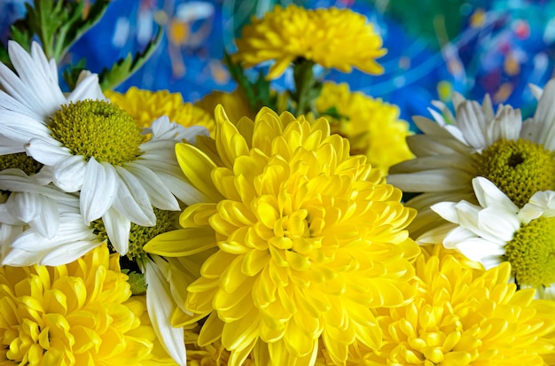 gelbe Chrysantheme auf farbigem Grund