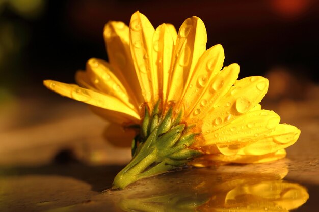 Gelbe Chrysantheme mit Makroaufnahme der Regentropfen