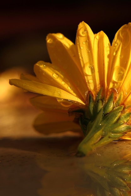 Gelbe Chrysantheme mit Makroaufnahme der Regentropfen