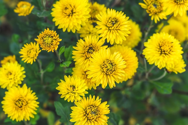 Gelbe Chrysanthemen im Garten Herbstblumen im Freien lebendige Tapete Blumenhintergrund schöne Postkarte Natur im Oktober