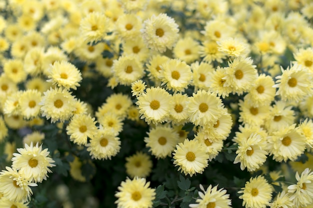 Gelbe Chrysanthemen im Herbstgarten, Naturherbstblumenhintergrund.