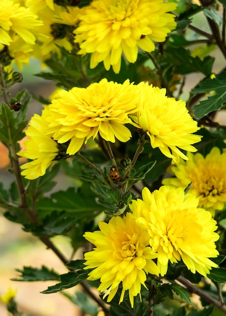 gelbe Chrysanthemen wachsen in einem Blumengarten. anbau von gartenblumenkonzept