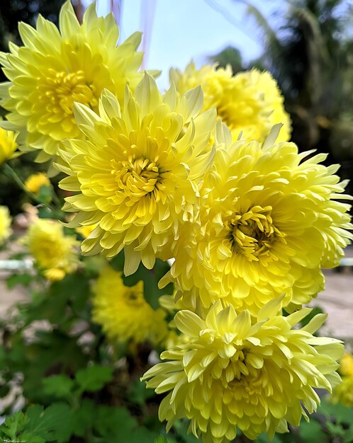 Gelbe Chrysanthemen