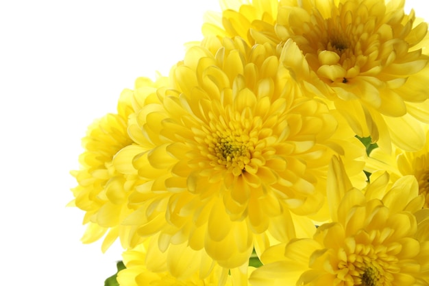 Gelbe Chrysanthemen