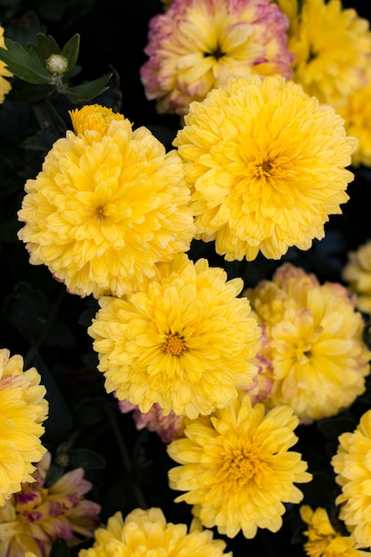 Gelbe Chrysanthemenblüten im Garten