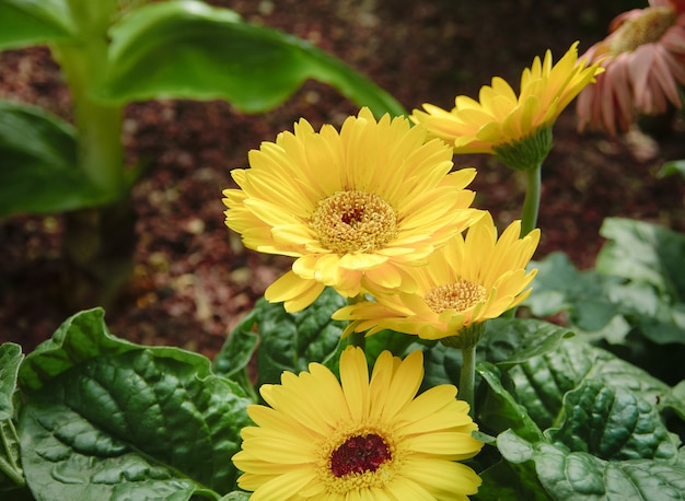 Gelbe Chrysanthemenblume im Sonnenlicht.