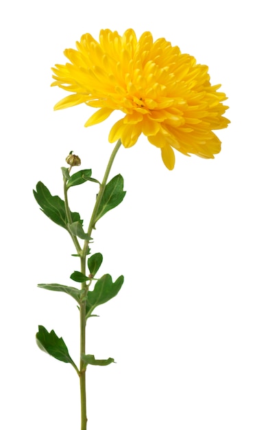 Gelbe Chrysanthemenblumen lokalisiert auf Weiß