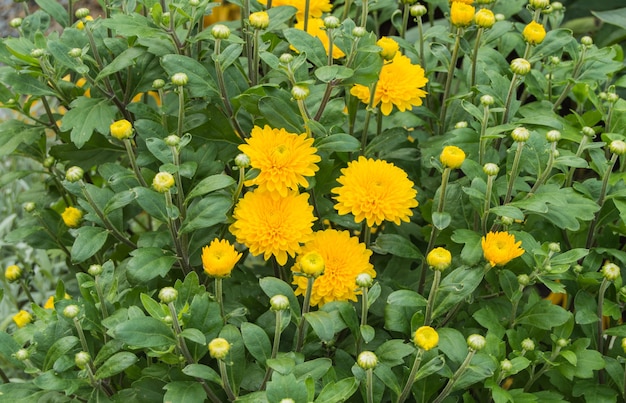 Gelbe Chrysanthemenknospen Nahaufnahme, Chrysanthemenbusch im Freien.