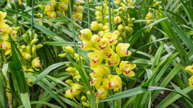 Gelbe Cymbidiumblume in einem Garten.