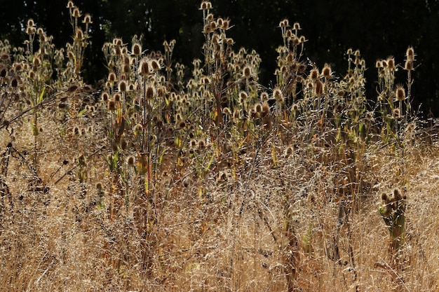 Gelbe Disteln im Herbst