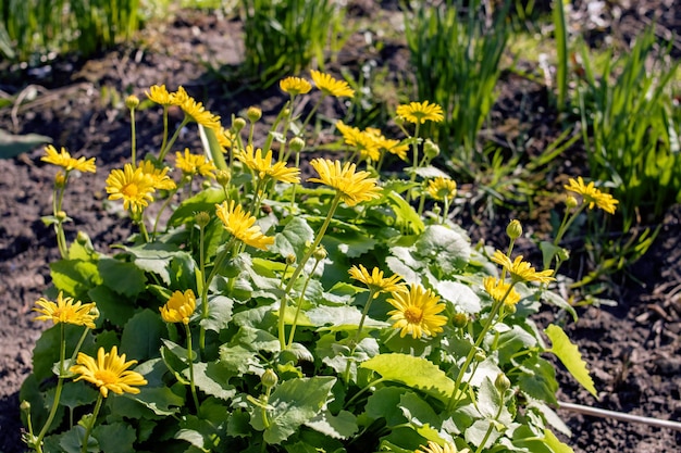 Gelbe Doronicum-Blüten zwischen grünen Blättern in der Nähe