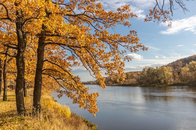 Gelbe Eiche im Herbst am Ufer des Flusses. Herbst Hintergrund