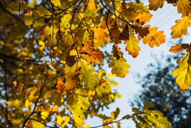 Gelbe Eichenblätter gegen unscharfen Himmel am Herbsttag