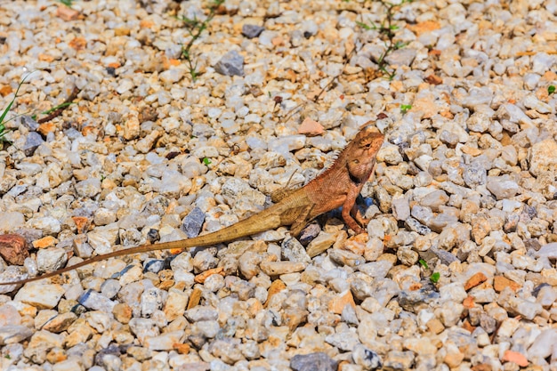 Foto gelbe eidechse der nahaufnahme