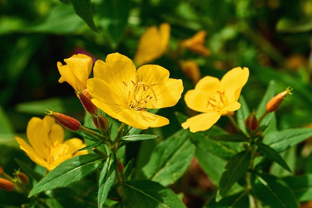 Gelbe Enotera-Blumennahaufnahme gegen die grünen Blätter