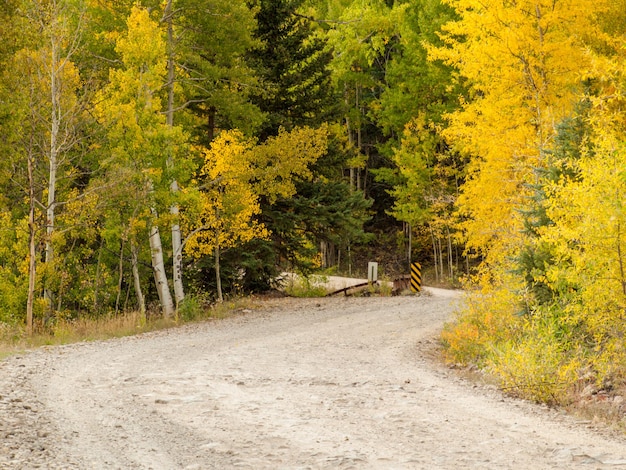 Gelbe Espen im Herbst, Colorado.