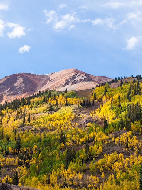 Gelbe Espen im Herbst, Colorado.