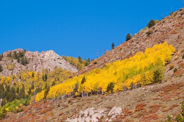 Gelbe Espen im Herbst, Colorado.