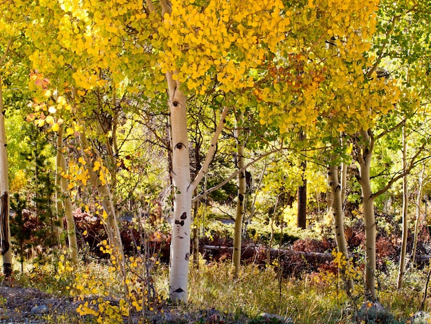 Gelbe Espen im Herbst, Colorado.