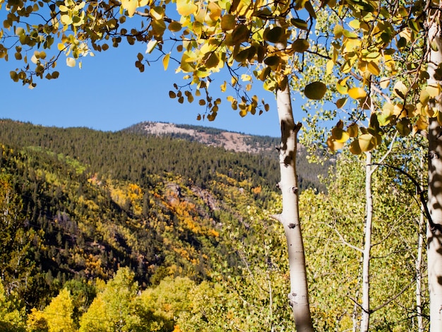 Gelbe Espen im Herbst, Colorado.