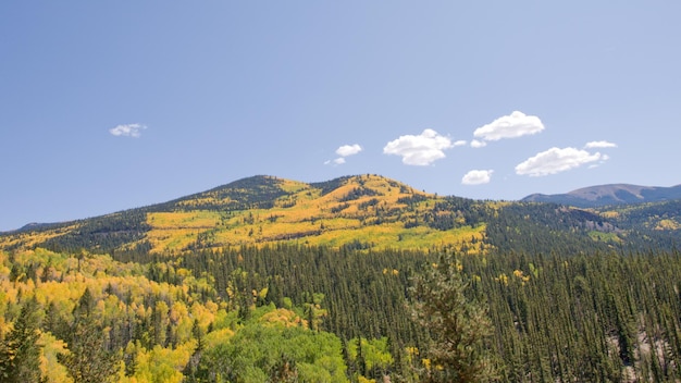 Gelbe Espen im Herbst, Colorado.