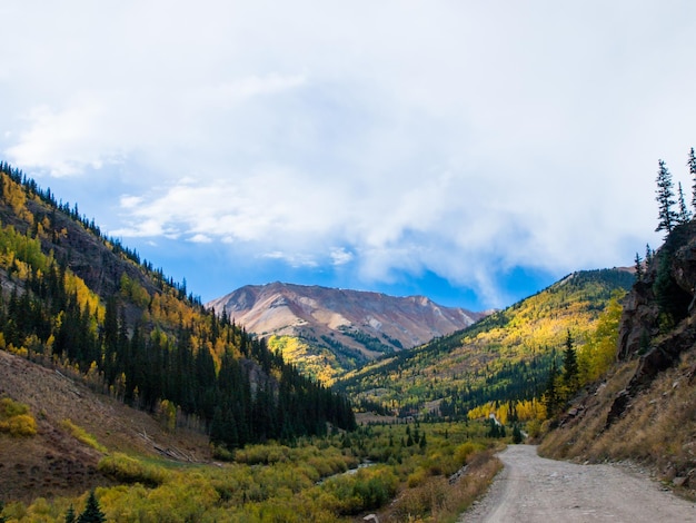 Gelbe Espen im Herbst, Colorado.