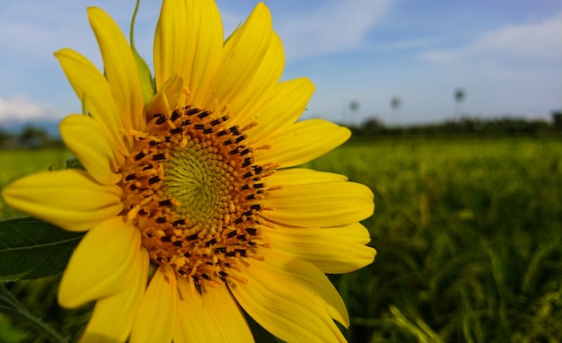 Gelbe Farbe Sonnenblume am frühen Morgen