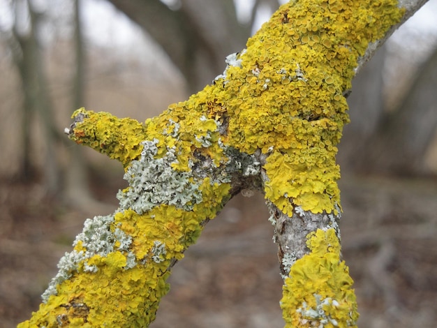 Gelbe Flechte auf einem Baum