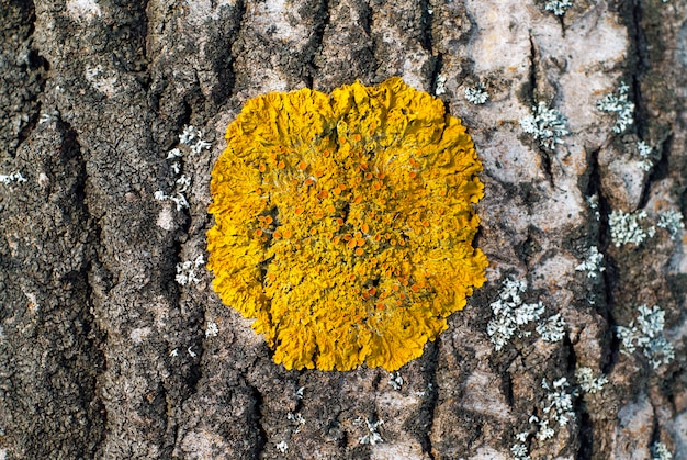 Gelbe Flechte Xanthoria parietina auf der Rinde einer Baumnahaufnahme