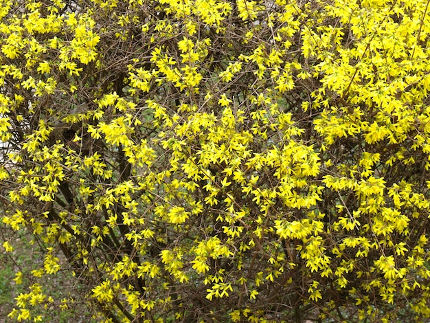 Gelbe Forsythienblüten